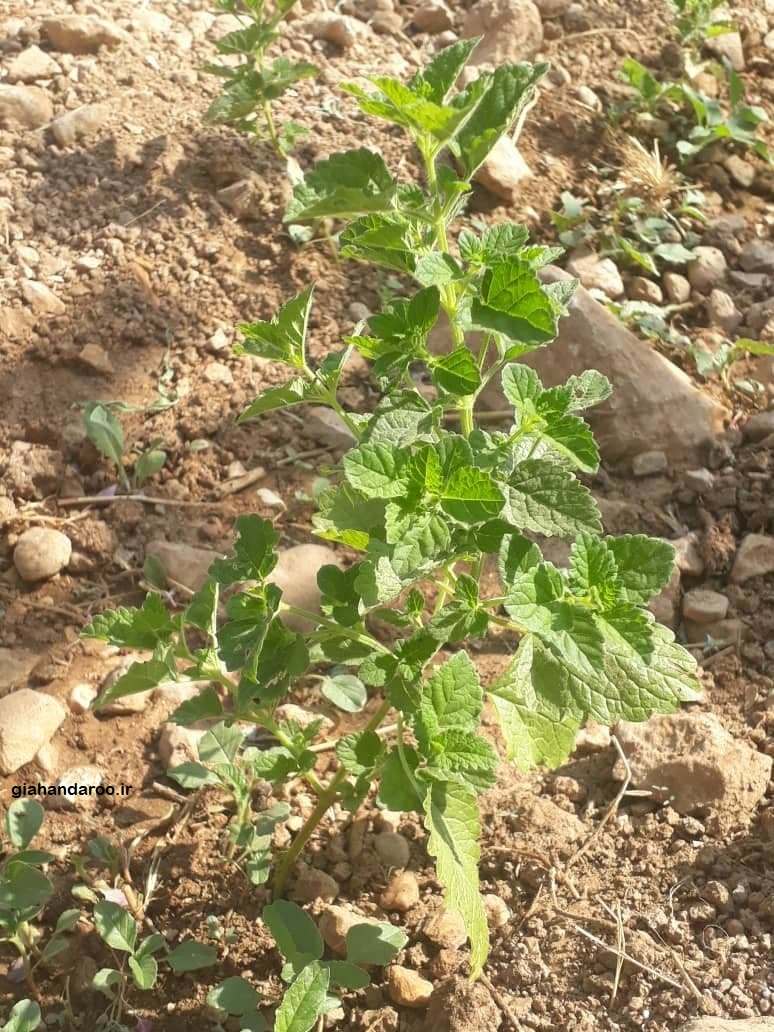 تصویر 3 از فروش عمده بادرنجبویه بحال خود خشک با کیفیت تضمینی